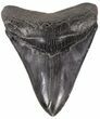 Fossil Megalodon Tooth - Georgia #52806-1